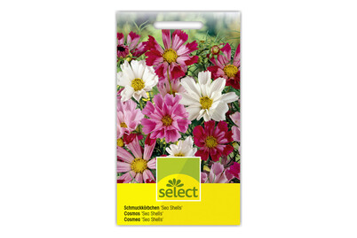 Image of Select Schmuckkörbchen SEA Shells bei JUMBO