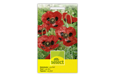 Image of Select Klatschmohn Lady Bird bei JUMBO