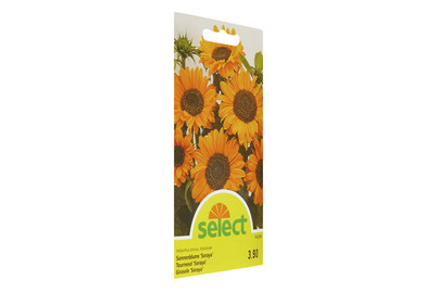 Image of Select Sonnenblume Soraya bei JUMBO