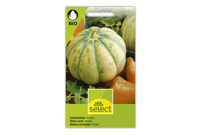 Image of Select BIO-Zuckermelone Ancien bei JUMBO