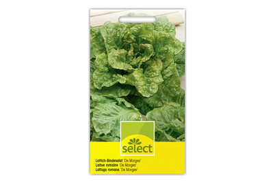 Image of Select Lattich-Bindesalat bei JUMBO