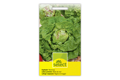 Image of Select Kopfsalat Maikönig bei JUMBO