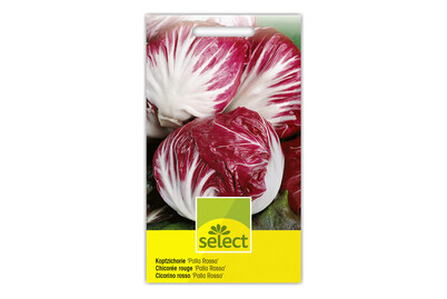 Image of Select Kopfzichorie bei JUMBO