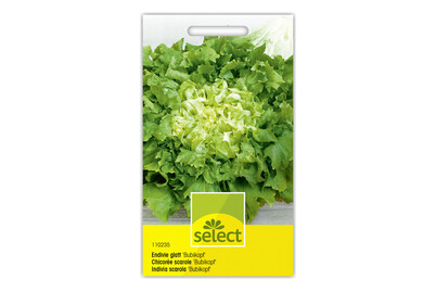 Image of Select Endivie glatt Bubikopf bei JUMBO