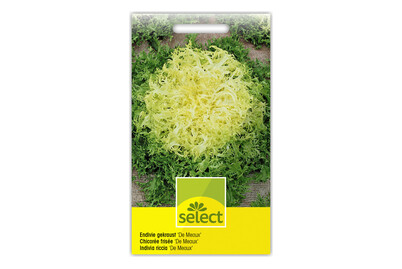 Image of Select Endivie gekraust bei JUMBO