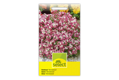 Image of Select Rosarotes Steinkraut Wonderland bei JUMBO