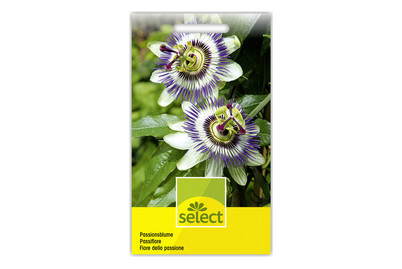 Image of Select Passionsblume