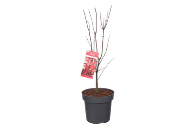 Image of Acer Palmatum Little RED C14 H100 bei JUMBO