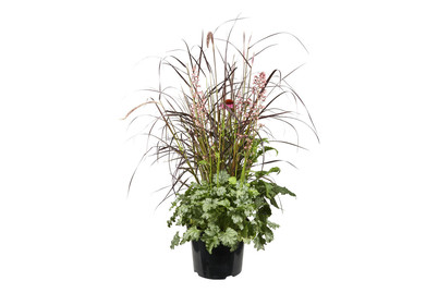 Image of Herbstkomination Triple Beauty P26 bei JUMBO