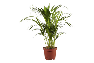 Image of Goldfruchtpalme Areca bei JUMBO