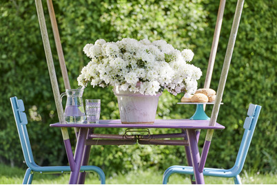 Image of Azalea japonica evergreen bei JUMBO