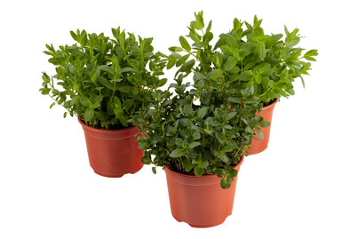 Image of BIO Minze P19 bei JUMBO