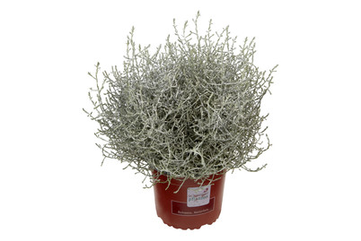 Image of Calocephalus Brownii MIT Glimmer P14 bei JUMBO