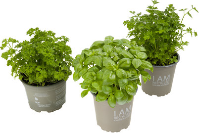 Image of BIO Kuechenkraeuter P13 Einjaherig bei JUMBO