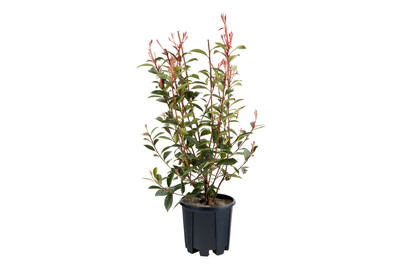 Image of Photinia X Fraseri Carre Rouge C3 H40 bei JUMBO