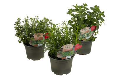 BIO KUECHENKRAEUTER P14 kaufen bei JUMBO