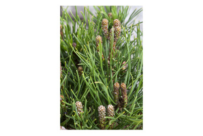 Image of Pinus Mugo Mughus 5L 30/40 bei JUMBO