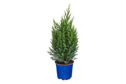Image of Juniperus Chin. Stricta P15 bei JUMBO