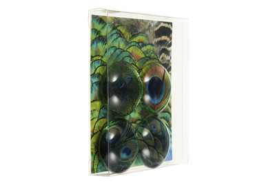 Image of trendform Magnete 4er-Set Peacock bei JUMBO