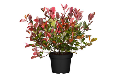 Image of Glanzmispel 'Red Robin' bei JUMBO