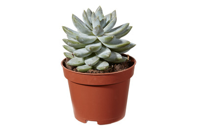 Image of Echeverie Estrela bei JUMBO