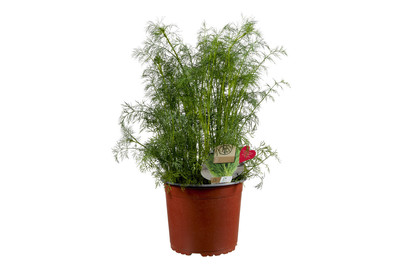 Image of BIO Kuechenkraeuter Einjaehrig 3L bei JUMBO
