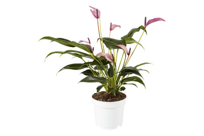Image of Flamingoblume- Anthurium Andrenaum Liza Zizou bei JUMBO