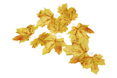 Image of Mood Ahornblätter Gelb-Rot bei JUMBO