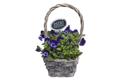 Image of Viola Cornuta IM Korb 19X12 bei JUMBO
