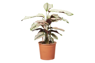 Image of Korbmarante bei JUMBO