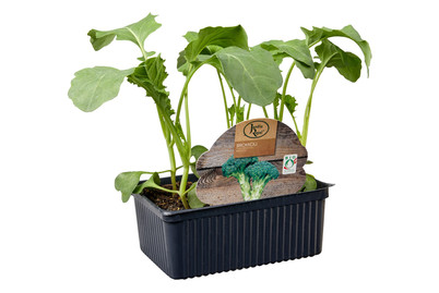 Image of BIO Broccoli 6ER bei JUMBO