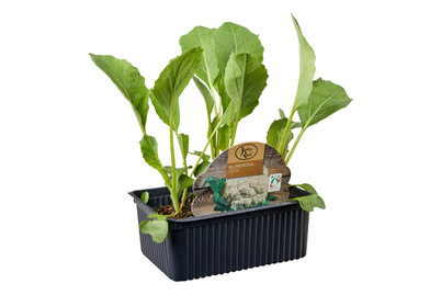 Image of BIO Blumenkohl 6ER bei JUMBO