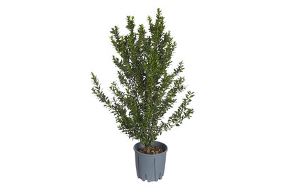 Image of Ilex Maximowicziana K.busch 9L 100/125 bei JUMBO