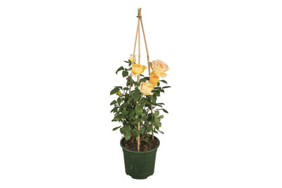 Image of Renaissance Rosen 4 L 60 bei JUMBO
