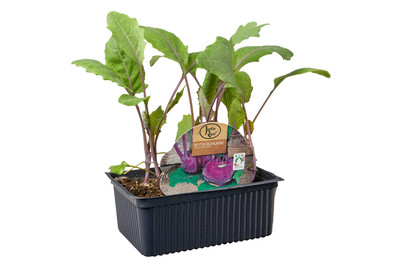 Image of BIO Kohlrabi 6ER Weiss/Blau bei JUMBO