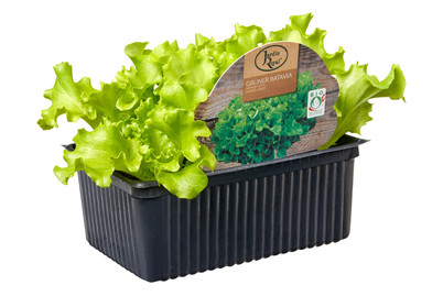 Image of BIO Krachsalat Gruen 6ER bei JUMBO