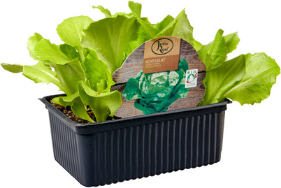 Image of BIO Kopfsalat 6ER bei JUMBO