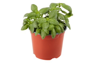 Image of BIO Basilikum 3L bei JUMBO