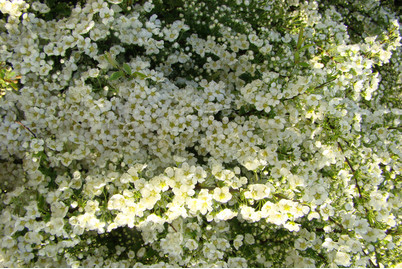 Image of Spiraea cinereaGrefsheim Ø26cm bei JUMBO