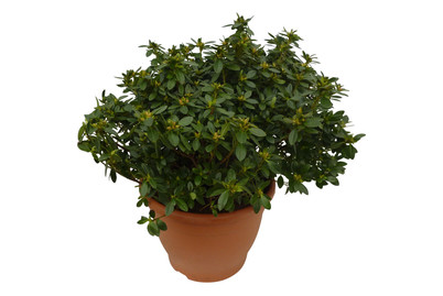 Image of Japanische Azalee 12 L 60/80 bei JUMBO