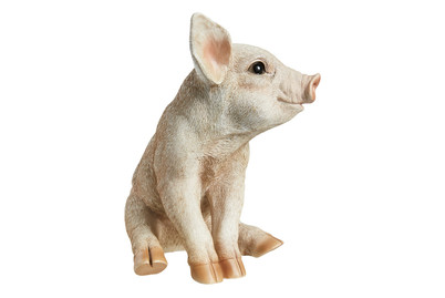 Image of Vivid Schwein bei JUMBO