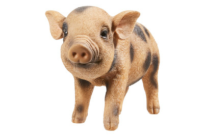 Image of Vivid Minipig bei JUMBO