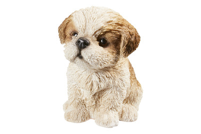 Image of Vivid Shih-Tzu Welpe, Braun bei JUMBO