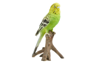 Image of Vivid Wellensittich bei JUMBO