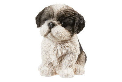 Image of Vivid Shih-Tzu Welpe, Schwarz bei JUMBO