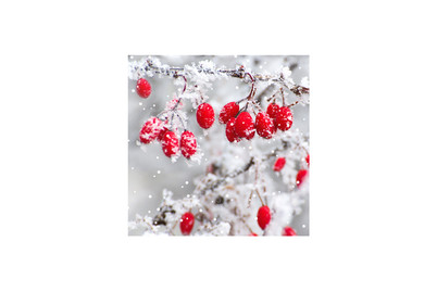 Image of Servietten 33x33cm Frosted Berries