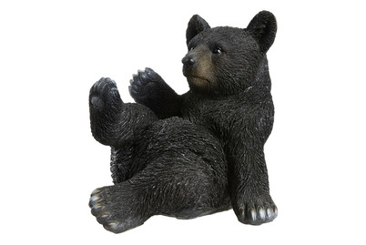 Image of Vivid Schwarzbaer Sitzend bei JUMBO