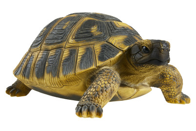 Image of Vivid Landschildkröte bei JUMBO