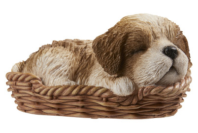 Image of Vivid Shih-Tzu Welpe Braun im Körbchen bei JUMBO