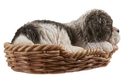 Image of Vivid Shih-Tzu Welpe Schwarz im Körbchen bei JUMBO